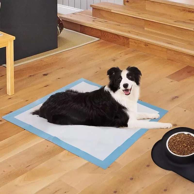 Pañal absorbente para perro